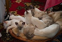 Siam-Katze Bild aus  WIKIPEDIA