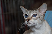 Siam-Katze Bild aus  WIKIPEDIA